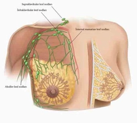 Memede Reaktif Lenf Nodu