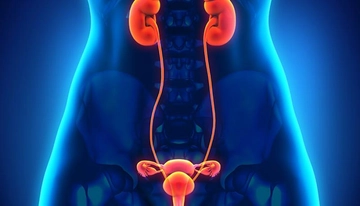 Genital Bölge Kisti Belirtileri ve Tedavisi